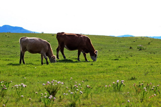 img_8981_СС_СС.jpg
