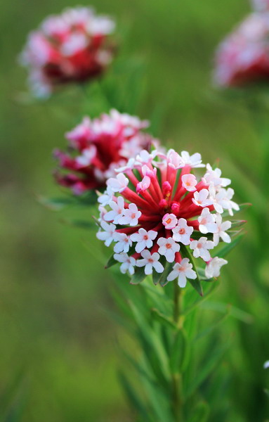 img_8690_СС.jpg