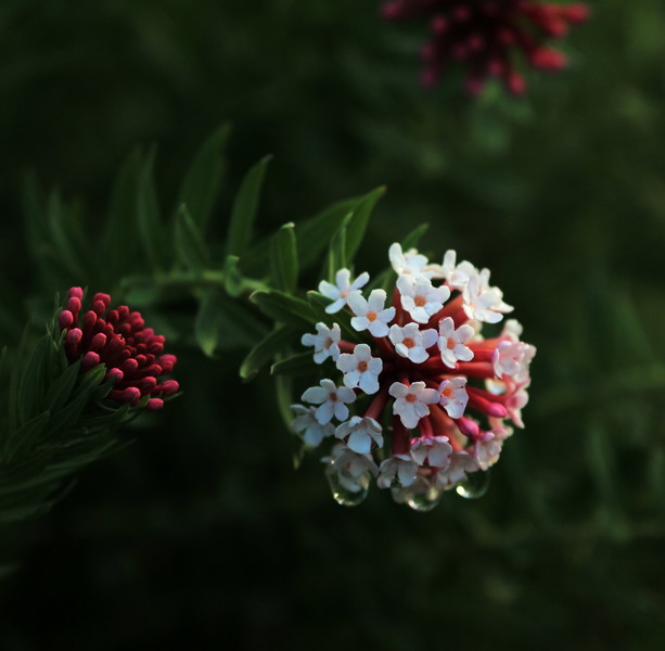 img_8722_СС.jpg