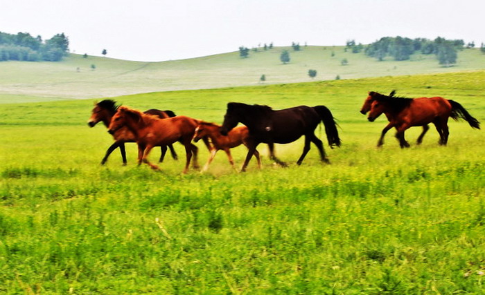 img_9378_СС_СС.jpg