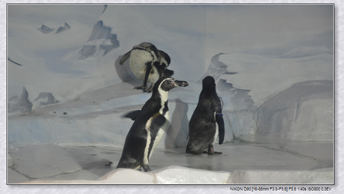 dsc_0074z.jpg