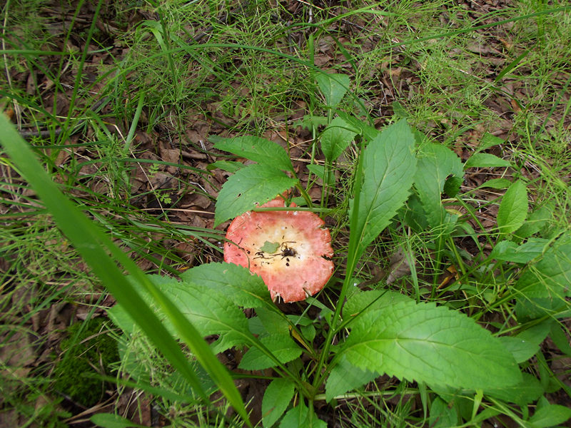 dscf3405_.jpg