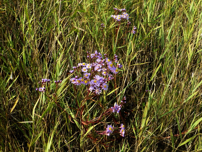 p1120230.jpg