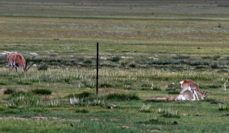 dsc_0219.jpg