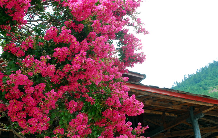 dsc_0732.jpg