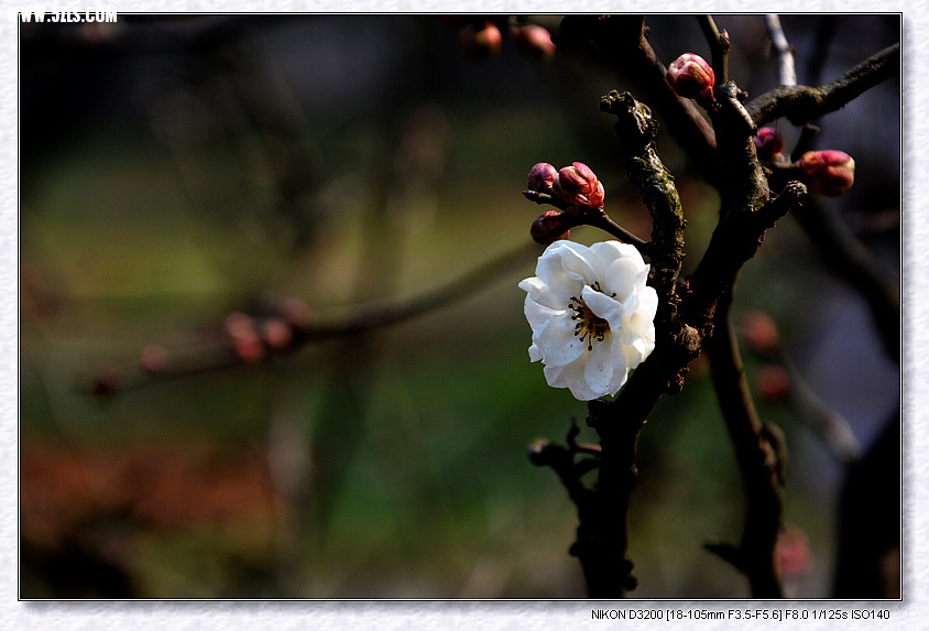 DSC_2606.jpg