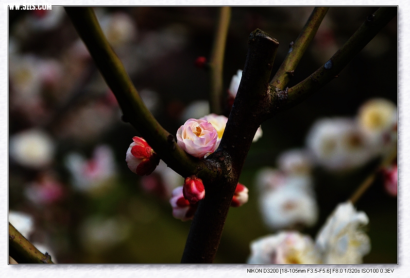 DSC_3052.jpg
