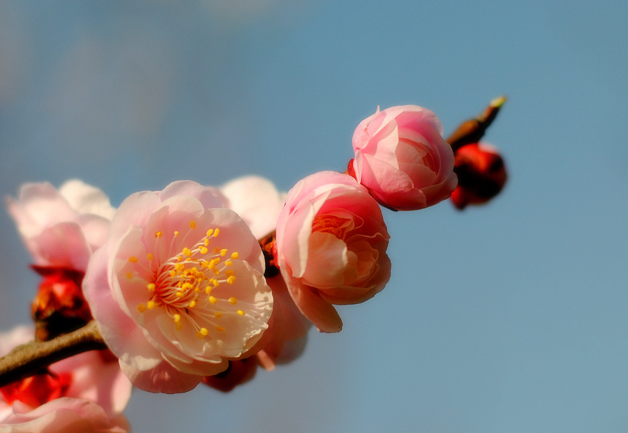 DSC_00511.jpg