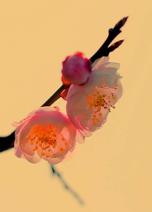 DSC_00311.jpg
