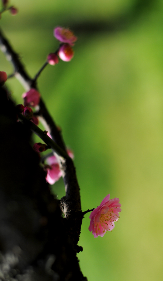 DSC_0094.jpg