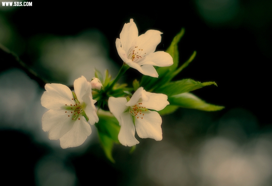 DSC_00752.jpg