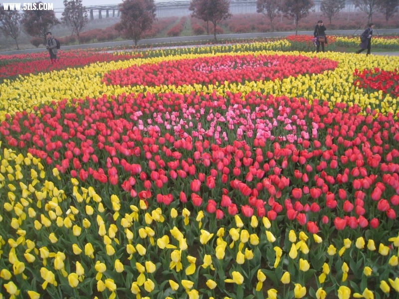 conew_img_7595.jpg