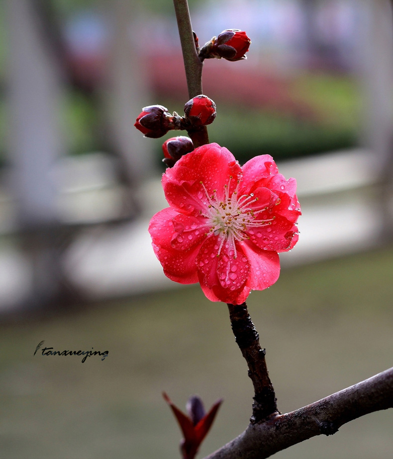 IMG_9363.jpg