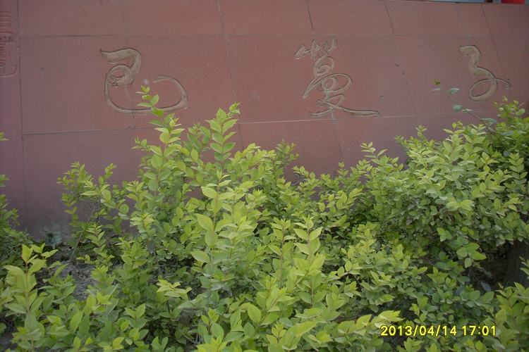 SL382861.JPG