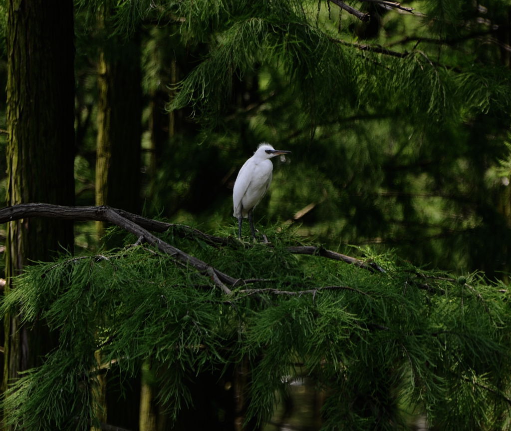 DSC_7878_.jpg