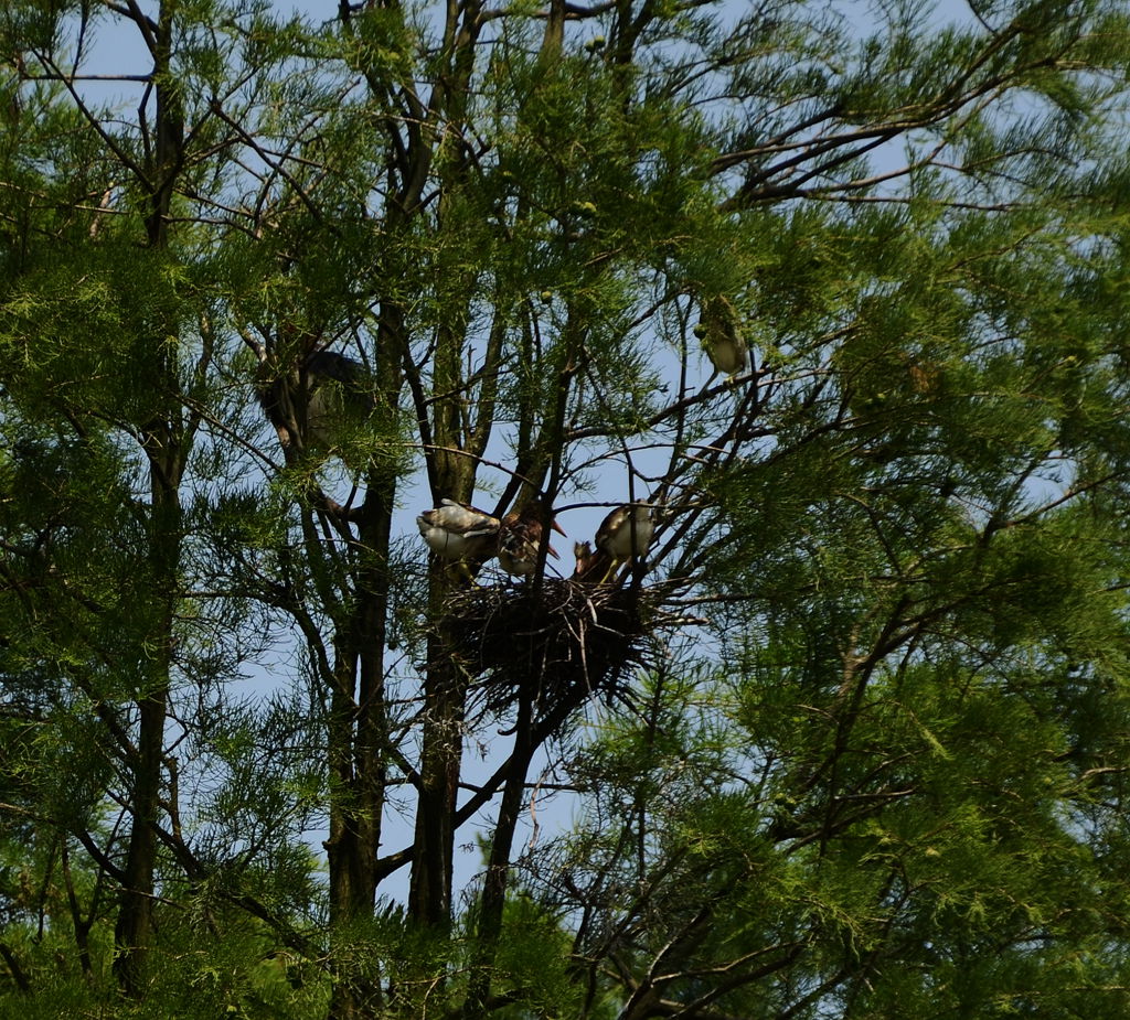 DSC_7847_.jpg