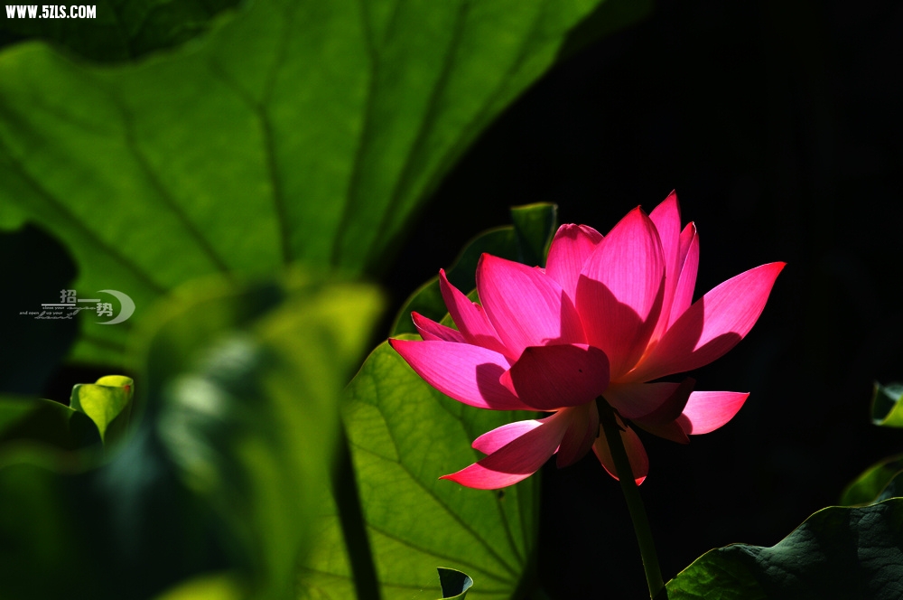DSC_1118.jpg