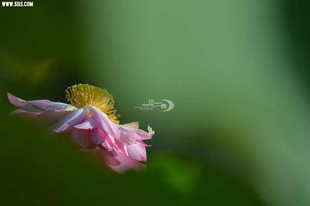 DSC_1136.jpg