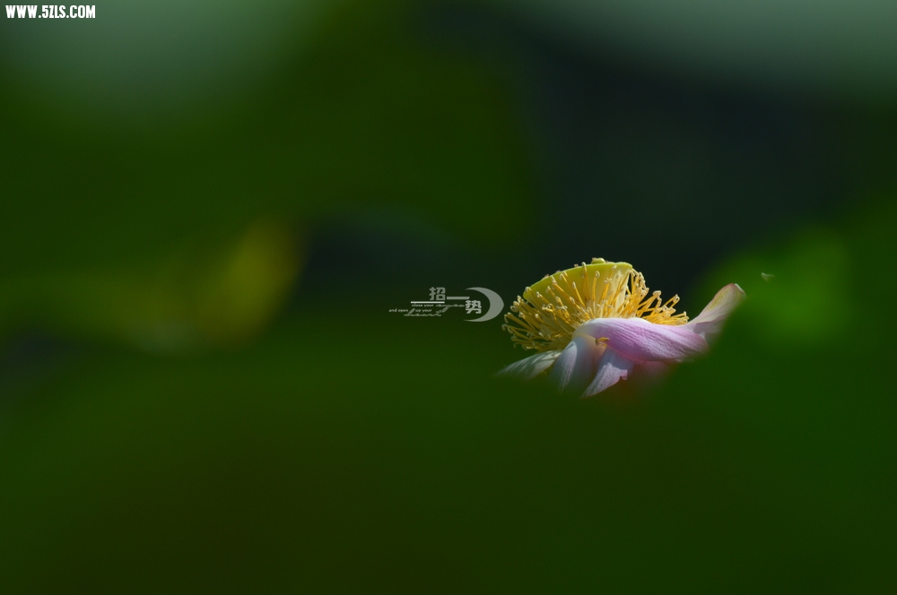 DSC_1137.jpg