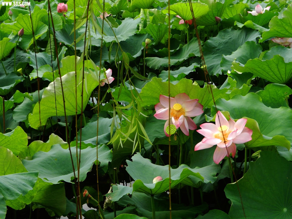 DSCN6070.jpg