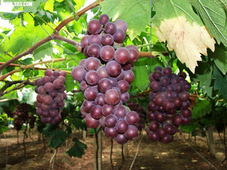 DSCF5513.JPG