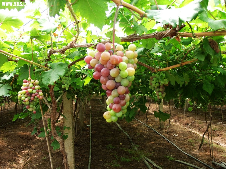 DSCF5533.JPG