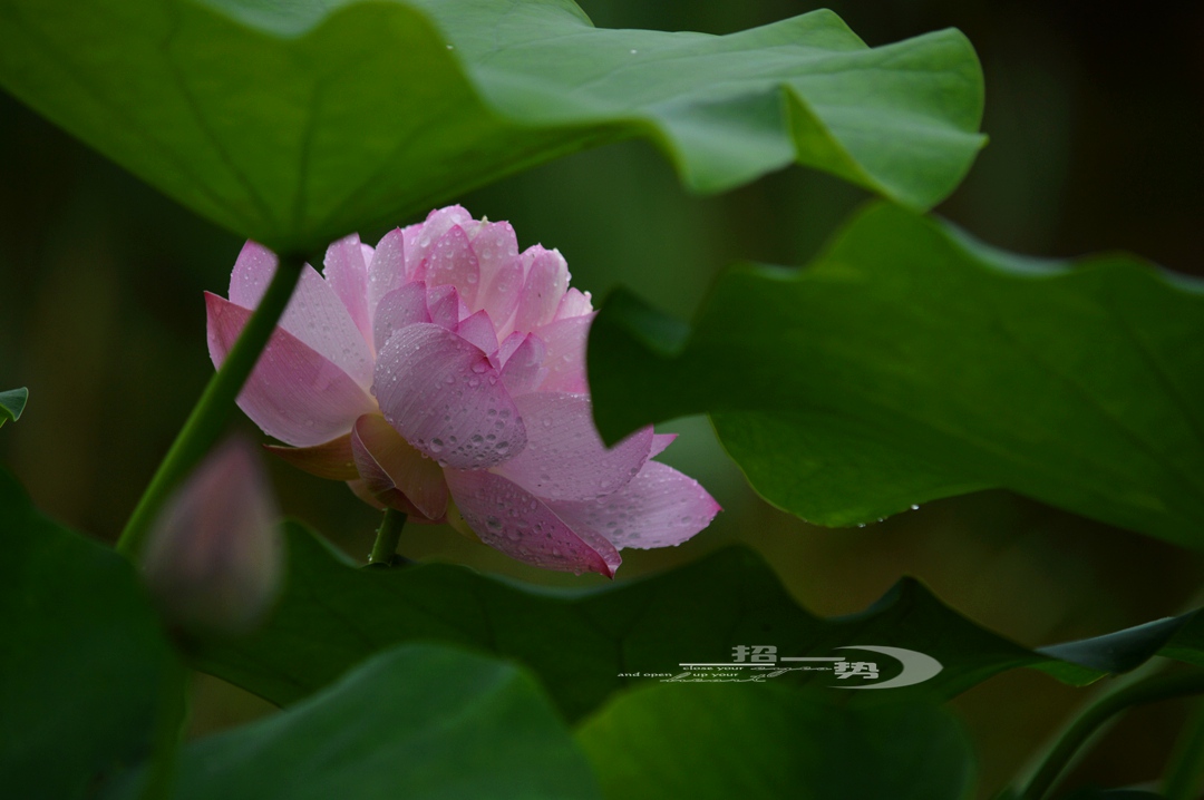 DSC_1667.jpg