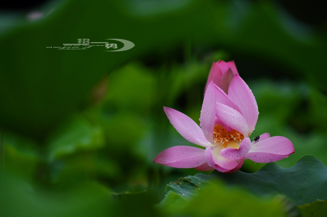 DSC_1708.jpg