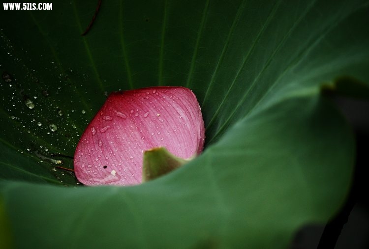 _MG_4648.jpg