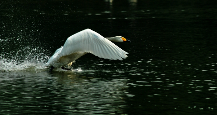 DSC_0049.JPG