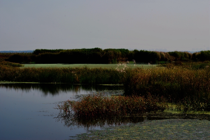 DSC_0419.JPG