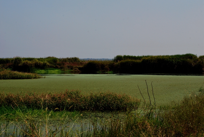 DSC_0422.JPG