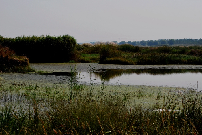 DSC_0437.JPG