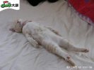 100CATIDT85.jpg