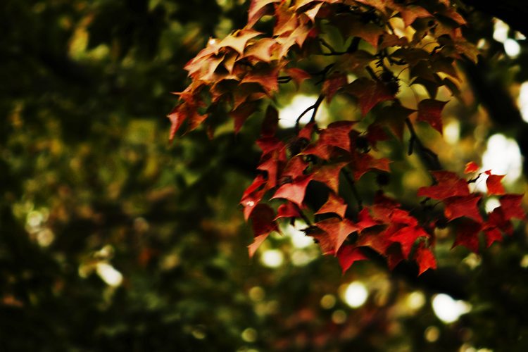 _MG_5462.jpg
