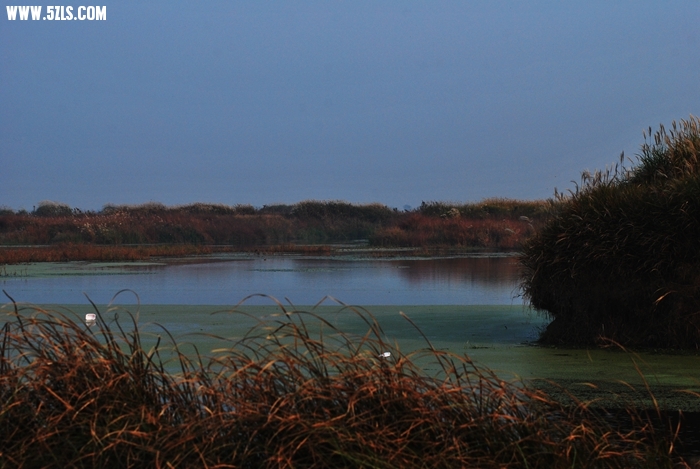 DSC_0703.JPG