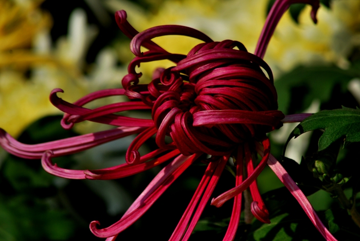 DSC_1321.JPG