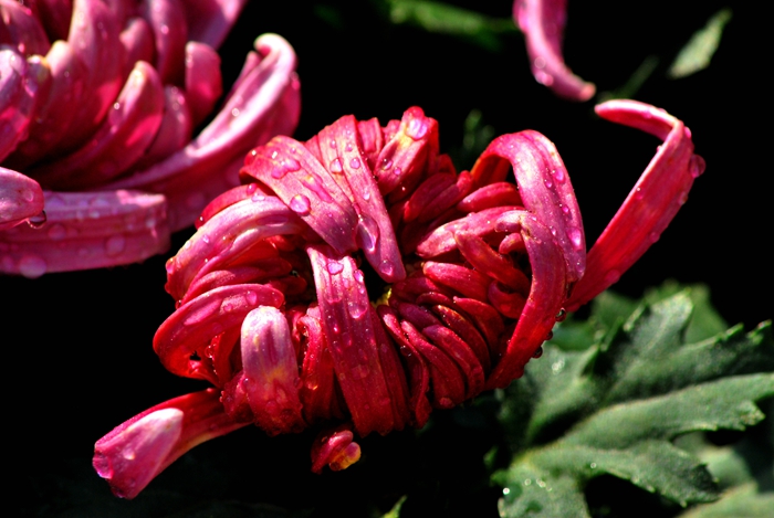 DSC_1393.JPG