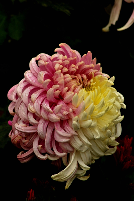 DSC_1589.JPG
