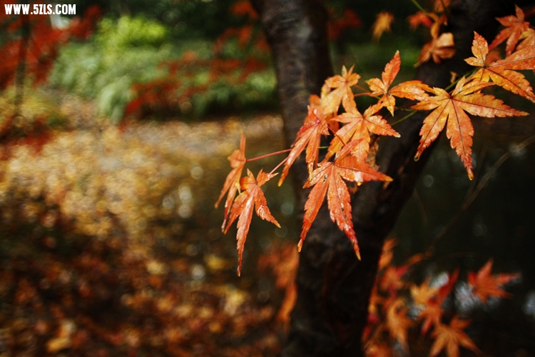 _MG_5791_.jpg