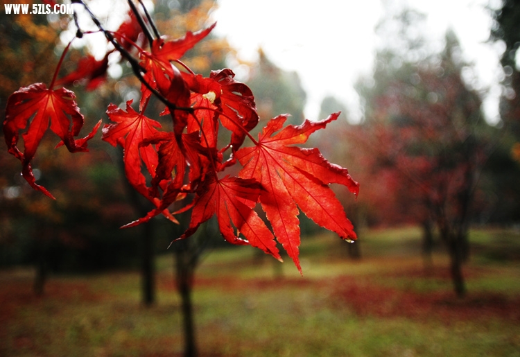 _MG_5796_.jpg
