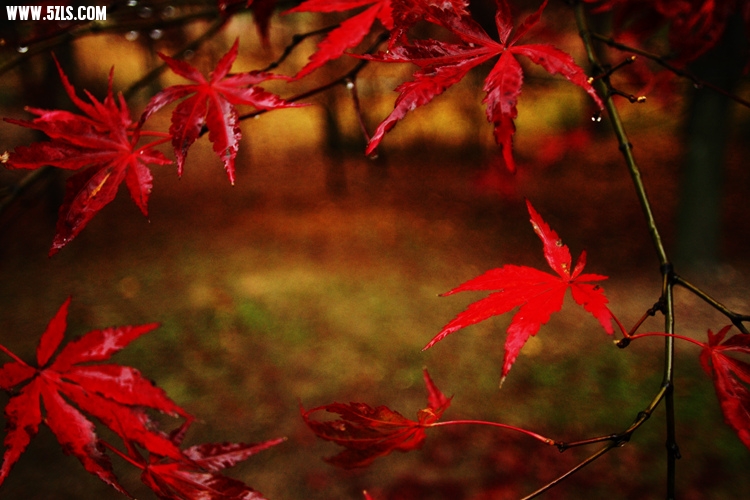 _MG_5805_.jpg