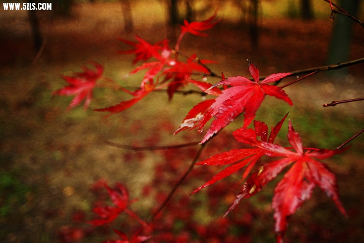 _MG_5807_.jpg
