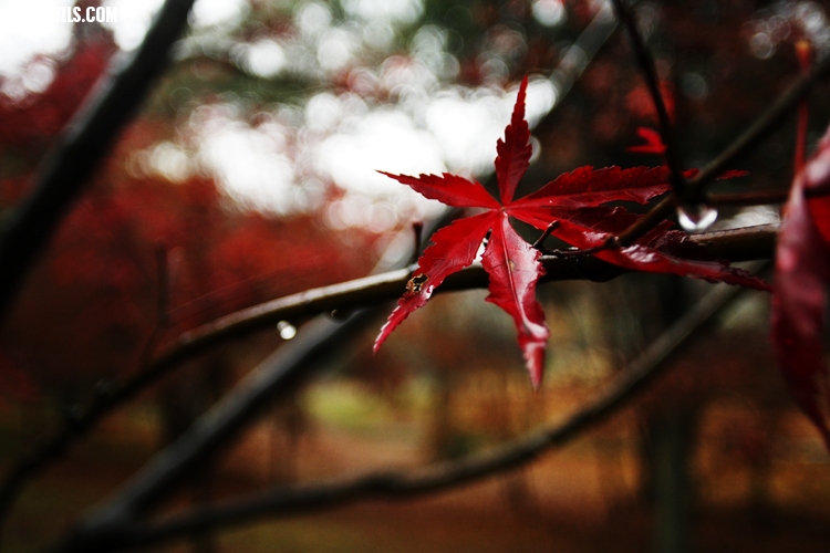 _MG_5808_.jpg