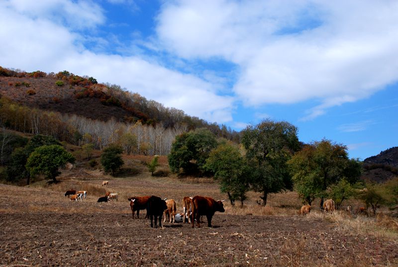 dsc_0485_.jpg