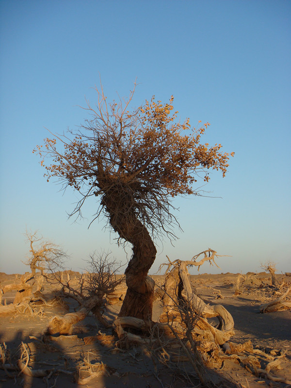 dsc08535_.jpg
