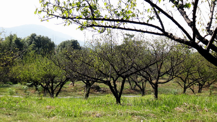 马鞍山森林公园001.jpg