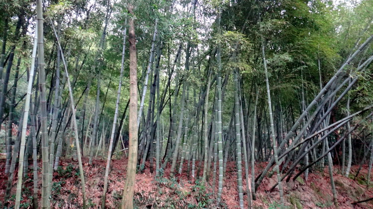 Ǯ016.jpg
