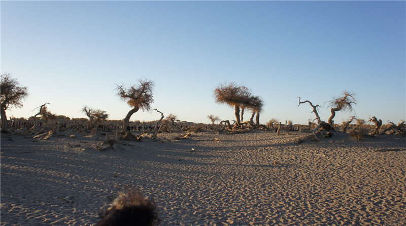 dsc03545_.jpg