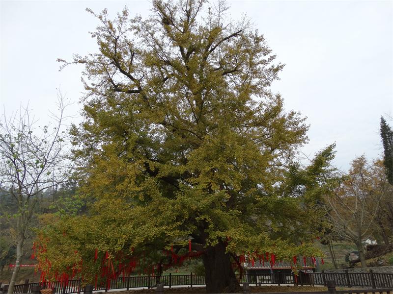 dsc04132_ͼ.jpg